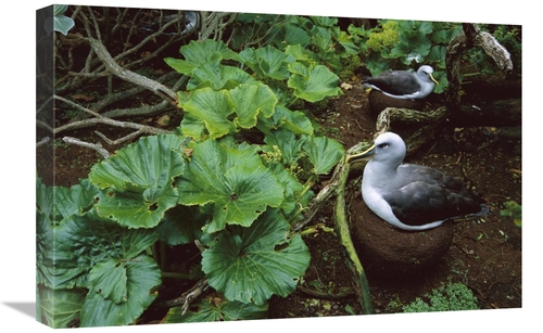 Global Gallery GCS-451666-1624-142 16 x 24 in. Bullers Albatross Nesti