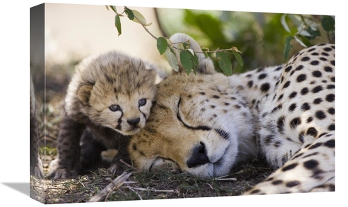 Global Gallery GCS-395831-1218-142 12 x 18 in. Cheetah Mother & Seven 