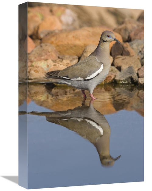 Global Gallery GCS-453336-1218-142 12 x 18 in. White-Winged Dove Wadin