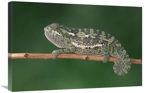 Global Gallery GCS-452986-2030-142 20 x 30 in. Flap-Necked Chameleon P