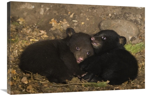 Global Gallery GCS-395885-2436-142 24 x 36 in. Black Bear 7 Week Old C