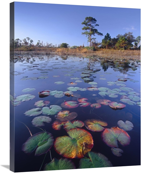 Global Gallery GCS-452161-2432-142 24 x 32 in. Waterlilies in Pond&#44