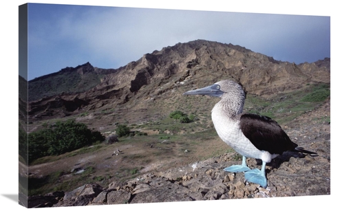 Global Gallery GCS-451781-2030-142 20 x 30 in. Blue-Footed Booby in Ro