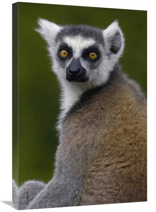 Global Gallery GCS-453252-2030-142 20 x 30 in. Ring-Tailed Lemur Portr