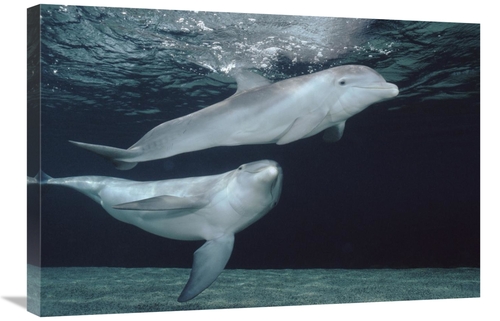 Global Gallery GCS-450664-2030-142 20 x 30 in. Bottlenose Dolphin Unde