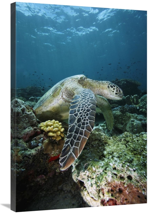 Global Gallery GCS-397733-2436-142 24 x 36 in. Green Sea Turtle on Cor