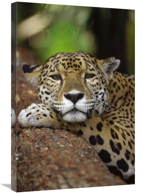 Global Gallery GCS-452758-2030-142 20 x 30 in. Jaguar Portrait, Be