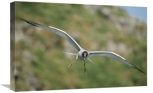 Global Gallery GCS-451267-1624-142 16 x 24 in. Swallow-Tailed Gull Fly