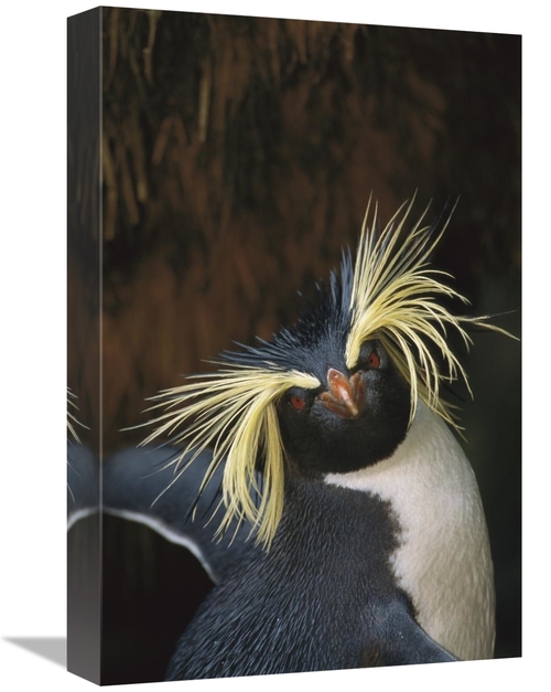 Global Gallery GCS-451806-1218-142 12 x 18 in. Rockhopper Penguin Port