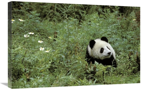 Global Gallery GCS-397984-2030-142 20 x 30 in. Giant Panda Year Old Ma