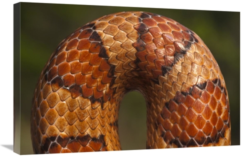 Global Gallery GCS-397935-2030-142 20 x 30 in. Cornsnake Scale Pattern