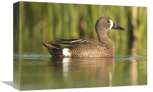 Global Gallery GCS-397413-1218-142 12 x 18 in. Cinnamon Teal Male,