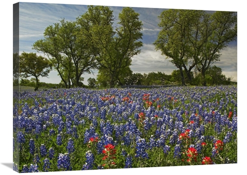 Global Gallery GCS-396755-2432-142 24 x 32 in. Sand Bluebonnets & Indi