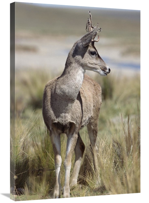 Global Gallery GCS-451467-2436-142 24 x 36 in. North Andean Huemul Buc