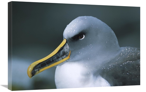 Global Gallery GCS-451670-2030-142 20 x 30 in. Bullers Albatross Breed