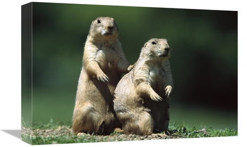 Global Gallery GCS-452561-1218-142 12 x 18 in. Black-Tailed Prairie Do