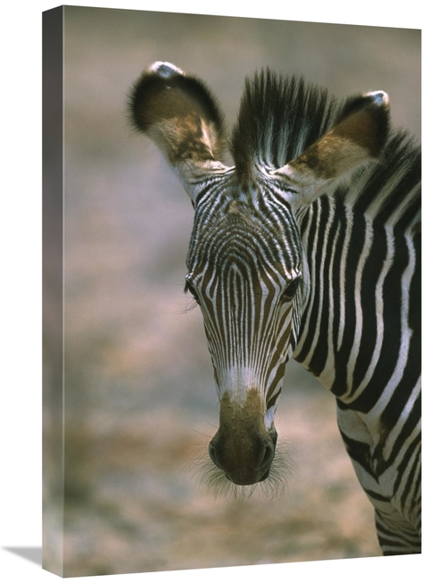 Global Gallery GCS-398467-1624-142 16 x 24 in. Grevys Zebra Foal, 