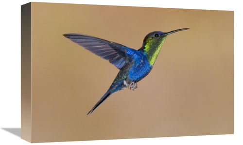 12 x 18 in. Violet-Crowned Woodnymph Hummingbird Male Flying, Cost