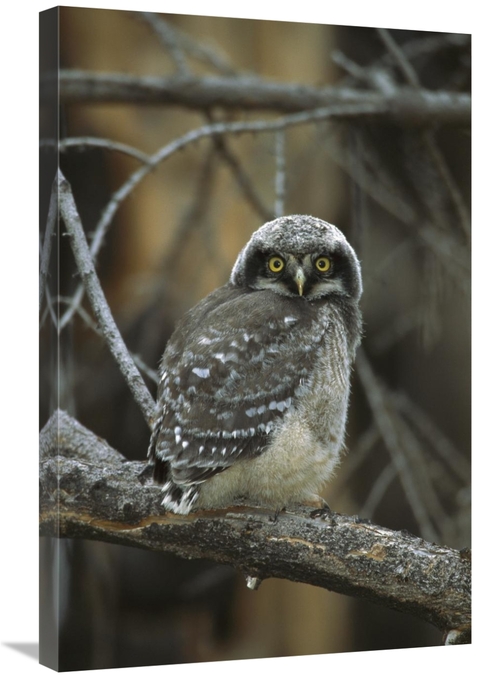Global Gallery GCS-453320-2030-142 20 x 30 in. Northern Hawk Owl Chick
