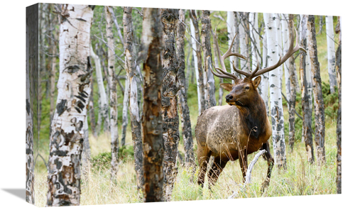 Global Gallery GCS-486478-22-142 22 in. Elk in the Aspens Art Print - 