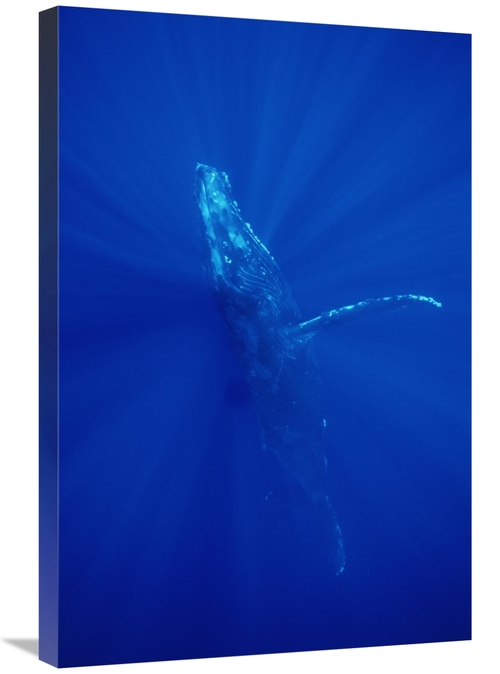 Global Gallery GCS-451027-2030-142 20 x 30 in. Humpback Whale, Mau