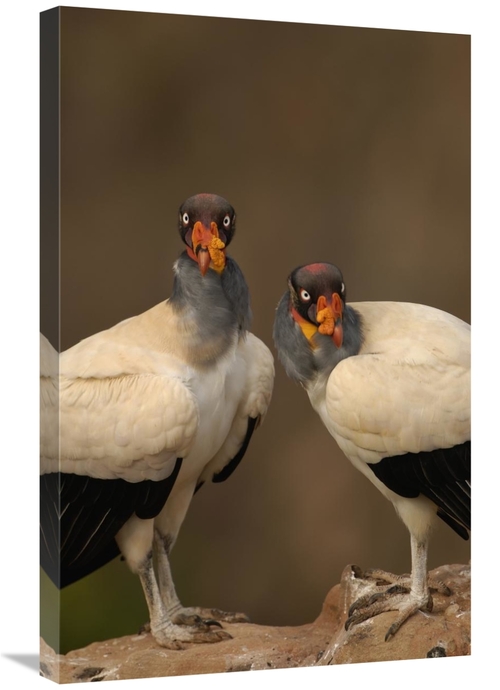 Global Gallery GCS-453154-2030-142 20 x 30 in. King Vulture Pair Perch