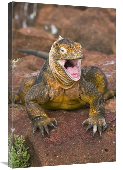 Global Gallery GCS-397375-2436-142 24 x 36 in. Galapagos Land Iguana Y