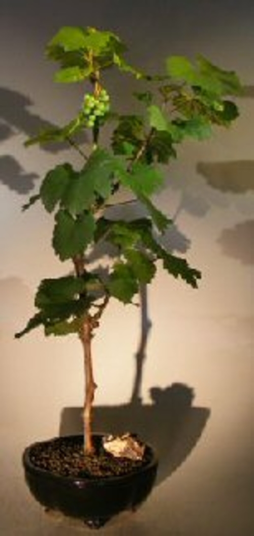 Wine Grape Bonsai TreeChardonnay