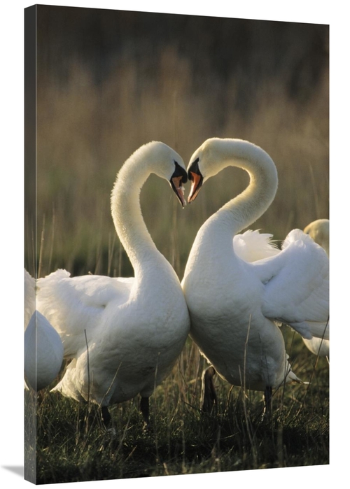 Global Gallery GCS-395569-2436-142 24 x 36 in. Mute Swan Pair Courting