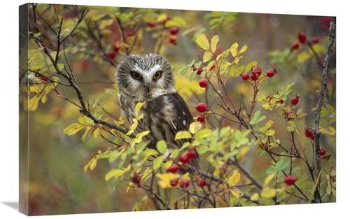 Global Gallery GCS-396918-2030-142 20 x 30 in. Northern Saw-Whet Owl P
