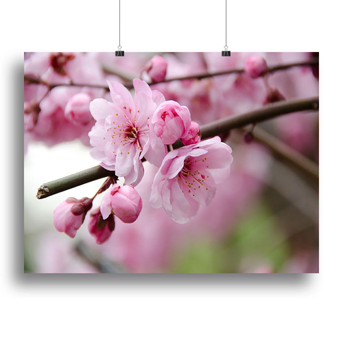 Broken blooming cherry branch Canvas Print or Poster