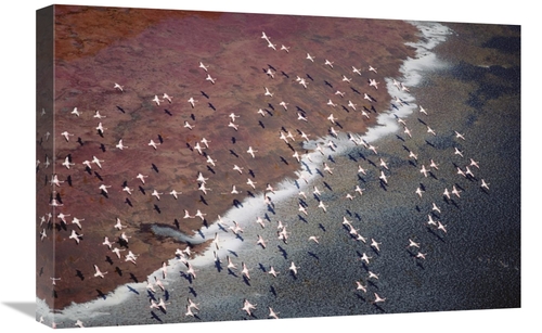 Global Gallery GCS-397051-1624-142 16 x 24 in. Lesser Flamingo Group F