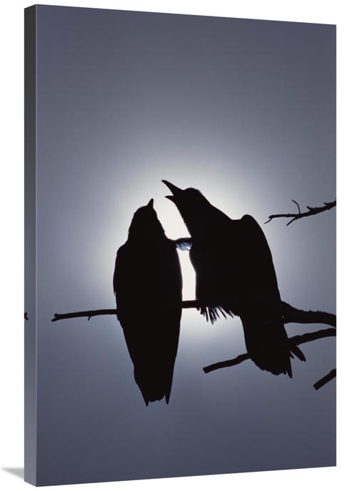 Global Gallery GCS-451899-2436-142 24 x 36 in. Common Raven Pair Perch