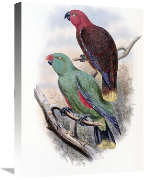 Global Gallery GCS-277786-22-142 22 in. Riedels Parrot Art Print - Joh