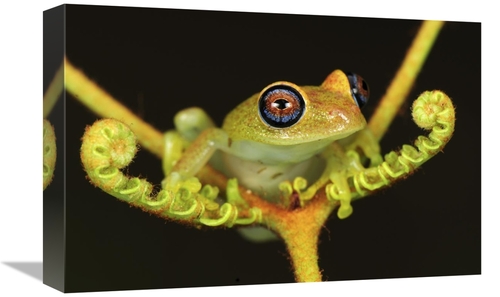 Global Gallery GCS-397661-1218-142 12 x 18 in. Green Bright-Eyed Frog 