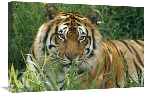 Global Gallery GCS-395777-2030-142 20 x 30 in. Bengal Tiger Portrait a