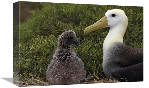 Global Gallery GCS-451405-1218-142 12 x 18 in. Waved Albatross Guardin