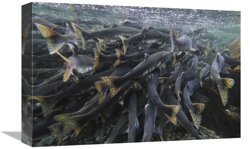 Global Gallery GCS-397714-1218-142 12 x 18 in. Pink Salmon Spawning Ma