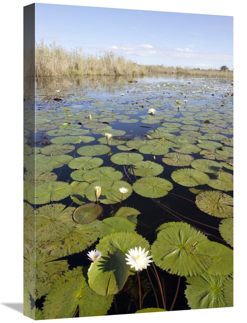 Global Gallery GCS-395405-1624-142 16 x 24 in. Water Lily Flowering&#4