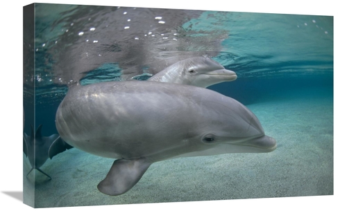 Global Gallery GCS-450673-1624-142 16 x 24 in. Bottlenose Dolphin,