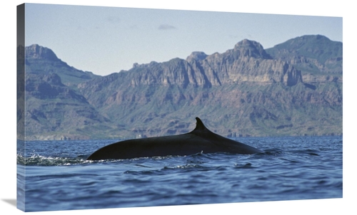 Global Gallery GCS-451692-36-142 36 in. Fin Whale At Winter Feeding Gr