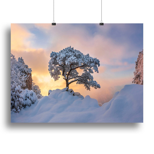 Cold Loner Canvas Print or Poster