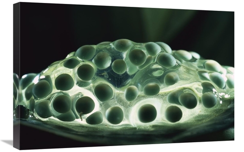 Global Gallery GCS-453367-2030-142 20 x 30 in. Red-Eyed Tree Frog Eggs