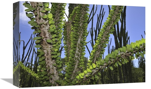 Global Gallery GCS-397654-1218-142 12 x 18 in. Madagascan Ocotillo&#44