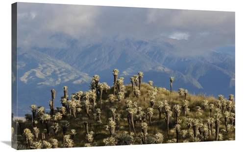 Global Gallery GCS-453155-2436-142 24 x 36 in. Paramo Flower, El A