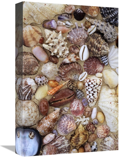 Global Gallery GCS-398249-1218-142 12 x 18 in. Various Conch, Cowr