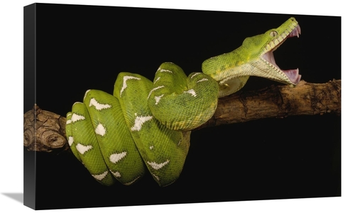 Global Gallery GCS-453183-1624-142 16 x 24 in. Emerald Tree Boa Showin