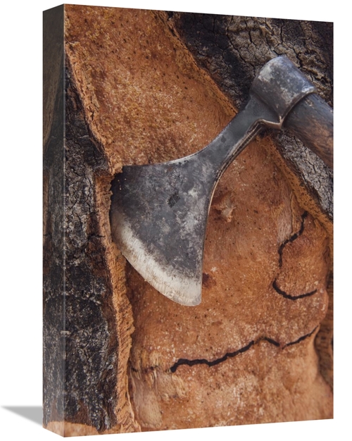 Global Gallery GCS-397955-1218-142 12 x 18 in. Cork Oak Bark Being Har