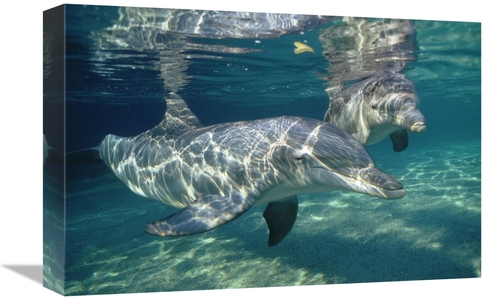 Global Gallery GCS-450667-1218-142 12 x 18 in. Bottlenose Dolphin Unde