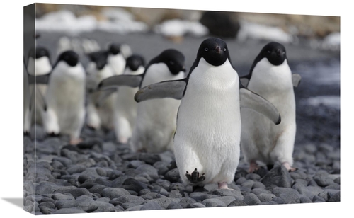 Global Gallery GCS-397732-1624-142 16 x 24 in. Adelie Penguin Group Ma